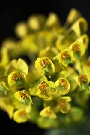 Mediterranean spurge Flowers